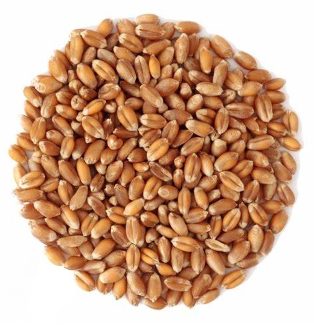 Whole wheat grains 500g